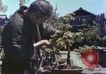 Standbild japanischen Baumschule Mann Niihama Japan, 1946, aus Sekunde 57 historischem Filmmaterial Videoclip 65675060742