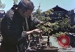 Standbild japanischen Baumschule Mann Niihama Japan, 1946, aus Sekunde 58 historischem Filmmaterial Videoclip 65675060742