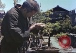 Standbild japanischen Baumschule Mann Niihama Japan, 1946, aus Sekunde 59 historischem Filmmaterial Videoclip 65675060742