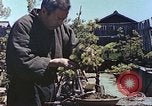 Standbild japanischen Baumschule Mann Niihama Japan, 1946, aus Sekunde 61 historischem Filmmaterial Videoclip 65675060742