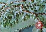 Image of Farmers using animals for transportation Europe, 1950, second 3 stock footage video 65675060860