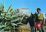 Image of Farmers using animals for transportation Europe, 1950, second 21 stock footage video 65675060860
