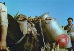 Image of Farmers using animals for transportation Europe, 1950, second 25 stock footage video 65675060860