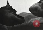 Immagine di Capi di eseguito marauders La Manciuria Cina, 1930, secondo 43 filmato di repertorio 65675060902
