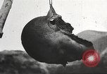 Immagine di Capi di eseguito marauders La Manciuria Cina, 1930, secondo 52 filmato di repertorio 65675060902