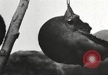 Immagine di Capi di eseguito marauders La Manciuria Cina, 1930, secondo 53 filmato di repertorio 65675060902