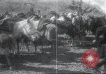 Image of Albania troops Europe, 1917, second 26 stock footage video 65675060929