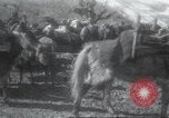 Image of Albania troops Europe, 1917, second 28 stock footage video 65675060929