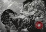Immagine di Gli osservatori giapponese Honolulu Hawaii USA, 1941, secondo 1 filmato di repertorio 65675060932