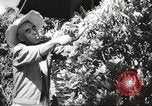 Immagine di Gli osservatori giapponese Honolulu Hawaii USA, 1941, secondo 3 filmato di repertorio 65675060932