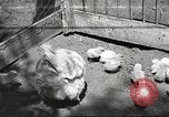 Image of chicken United States USA, 1920, second 1 stock footage video 65675060944