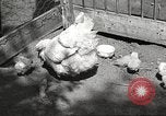 Image of chicken United States USA, 1920, second 3 stock footage video 65675060944