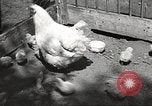 Image of chicken United States USA, 1920, second 4 stock footage video 65675060944