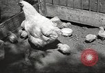 Image of chicken United States USA, 1920, second 5 stock footage video 65675060944