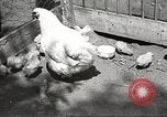 Image of chicken United States USA, 1920, second 6 stock footage video 65675060944