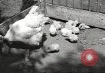 Image of chicken United States USA, 1920, second 7 stock footage video 65675060944