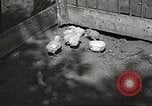 Image of chicken United States USA, 1920, second 8 stock footage video 65675060944