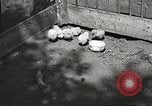 Image of chicken United States USA, 1920, second 9 stock footage video 65675060944