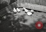 Image of chicken United States USA, 1920, second 10 stock footage video 65675060944