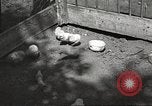 Image of chicken United States USA, 1920, second 11 stock footage video 65675060944