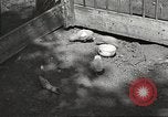 Image of chicken United States USA, 1920, second 12 stock footage video 65675060944