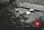 Image of chicken United States USA, 1920, second 13 stock footage video 65675060944