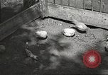 Image of chicken United States USA, 1920, second 14 stock footage video 65675060944