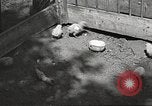 Image of chicken United States USA, 1920, second 15 stock footage video 65675060944