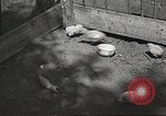 Image of chicken United States USA, 1920, second 16 stock footage video 65675060944