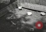 Image of chicken United States USA, 1920, second 17 stock footage video 65675060944