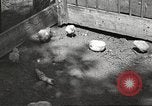 Image of chicken United States USA, 1920, second 18 stock footage video 65675060944