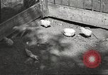 Image of chicken United States USA, 1920, second 19 stock footage video 65675060944