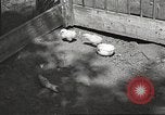 Image of chicken United States USA, 1920, second 20 stock footage video 65675060944