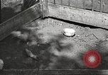 Image of chicken United States USA, 1920, second 21 stock footage video 65675060944