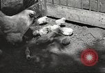 Image of chicken United States USA, 1920, second 22 stock footage video 65675060944
