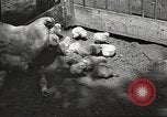 Image of chicken United States USA, 1920, second 23 stock footage video 65675060944