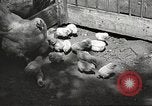 Image of chicken United States USA, 1920, second 24 stock footage video 65675060944