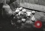 Image of chicken United States USA, 1920, second 25 stock footage video 65675060944