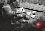 Image of chicken United States USA, 1920, second 26 stock footage video 65675060944