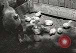 Image of chicken United States USA, 1920, second 27 stock footage video 65675060944
