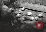 Image of chicken United States USA, 1920, second 28 stock footage video 65675060944