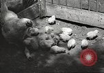 Image of chicken United States USA, 1920, second 29 stock footage video 65675060944