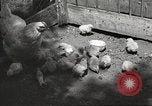 Image of chicken United States USA, 1920, second 30 stock footage video 65675060944