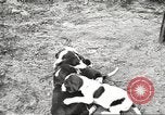 Image of chicken United States USA, 1920, second 31 stock footage video 65675060944