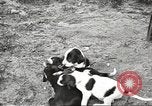 Image of chicken United States USA, 1920, second 32 stock footage video 65675060944
