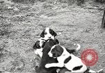 Image of chicken United States USA, 1920, second 33 stock footage video 65675060944