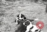 Image of chicken United States USA, 1920, second 34 stock footage video 65675060944