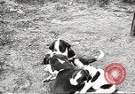Image of chicken United States USA, 1920, second 35 stock footage video 65675060944