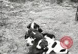 Image of chicken United States USA, 1920, second 36 stock footage video 65675060944