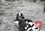Image of chicken United States USA, 1920, second 37 stock footage video 65675060944